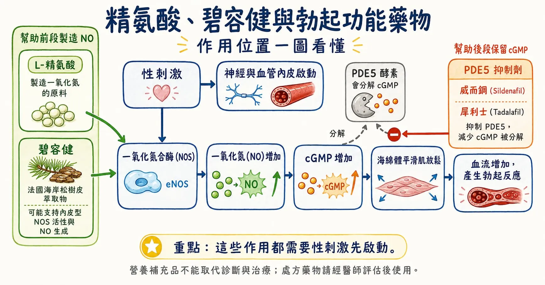 精氨酸是什麼？它在勃起功能中扮演什麼角色？